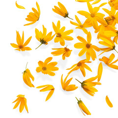 Scattered Yellow Flowers and Petals on a Transparent Background