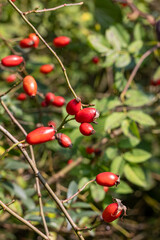 Obraz premium Autumn rosehip bush with fruits - Rosa canina