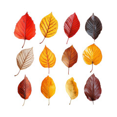 Collection of Colorful Autumn Leaves Isolated

