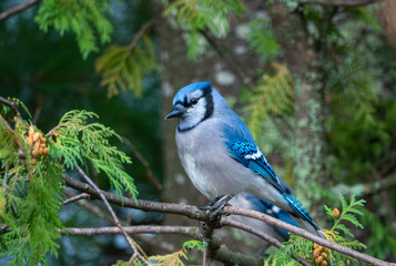Obraz premium Bluejay in the Cedars!