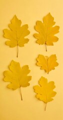 Obraz premium Six yellow maple leaves are arranged in a grid-like pattern on a yellow background