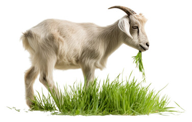 Obraz premium PNG Goat eat grass livestock wildlife animal.