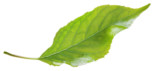 PNG Green leaf blowing herbal plant herbs.