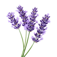 Naklejka premium Fresh lavender sprigs with vibrant purple blooms