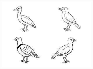 Black and white Bird  line art vector set on white background
