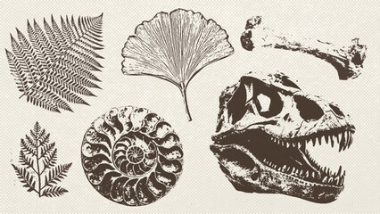 Tyrannosaurus rex, ginkgo and fern leaves, and ammonite fossil. Imprint style collection. Prehistoric life, Archeology and paleontology art. Vector