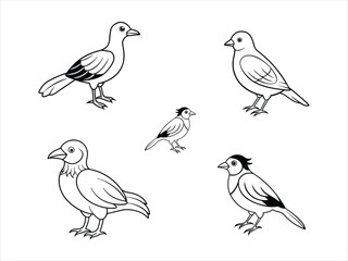 Black and white Bird  line art vector set on white background