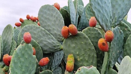 prickly pear © Navacepe