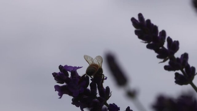 Honey Bee on Lavender!