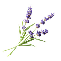 Obraz premium Fresh lavender sprigs with vibrant purple flowers