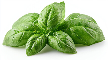 Fototapeta premium Basil green leaves isolated on white background 