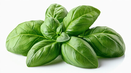 Fototapeta premium Basil green leaves isolated on white background 