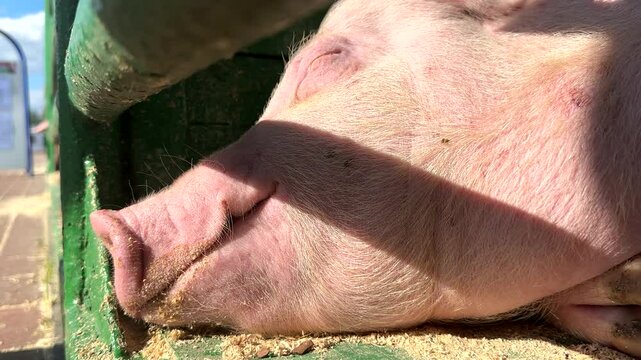 Pig is sleeping. boar in Pig Breeding farm. Breeder pig, Pig in stable, Pigs Breeding farm in swine. Raising pigs for pork. Pigs farm. Pork farming. Farm animals.