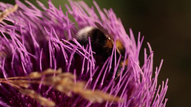 video macro in tempo reale di un bombo che si sposta tra i petali magenta di un grande fiore, di giorno, in estate