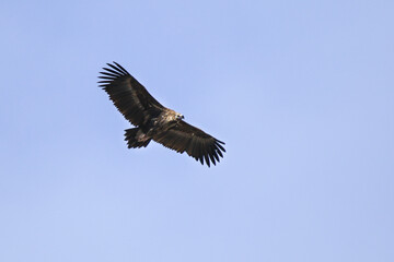 Image of a black vulture, one of the largest vulture species.