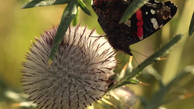 video macro in tempo reale di una bellissima farfalla nera, marrone, bianca e arancione che cerca il polline su un fiore, di giorno, in estate