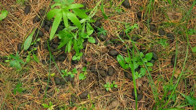 Moose droppings in forest on dried pine needles, wild animals life on nature. Moose feces in woodland on ground. poop shit deification products excrements of mammals.