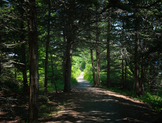 Forest path through pine trees with sunlit trail