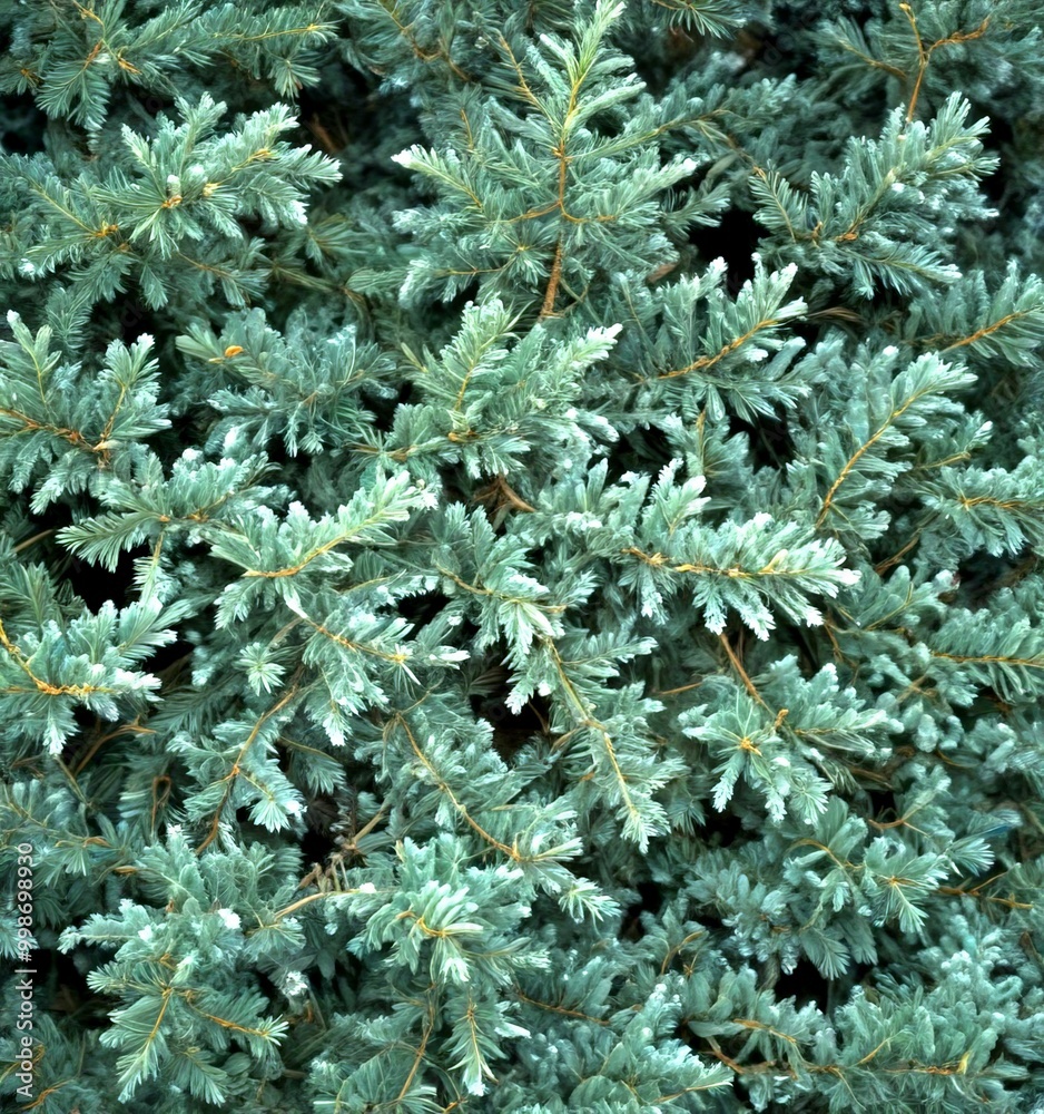 Poster a close-up view dense, textured evergreen tree with a mix of green and brown needles, creating a lus