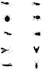 Different types of insect shapes 