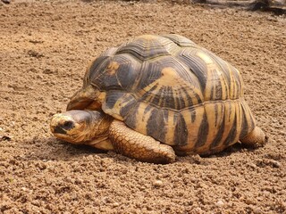 A tortoise resting on the sandy ground at Leipzig Zoo during a sunny afternoon