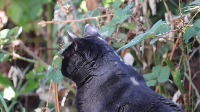 House Cat In The Grass