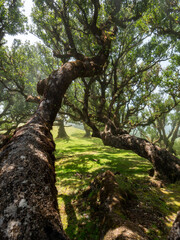 Fototapeta premium In the mystical laurel forest Laurisilva, also known as the fairy garden or cloud forest, on Madeira.