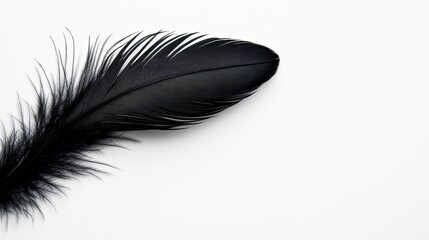 Obraz premium Black feather isolated on white background.