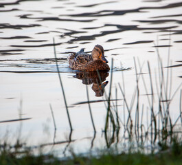 Orange duck swimming to shore