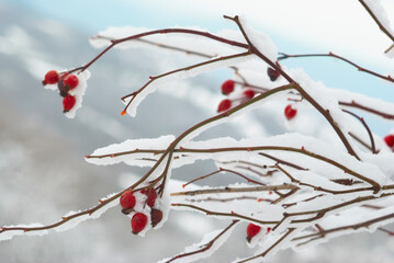 Red berries in ice, Ice covered red hips in winter forest