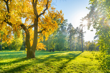 Yellow autumn tree on green field with autumn trees