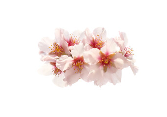 Cherry almond white pink flowers isolated on white background