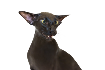 Black purebred oriental funny cat in PNG isolated on transparent background