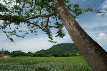 Fototapeta premium Tree Overlooking the Hill