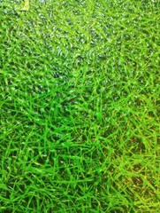 green grass background