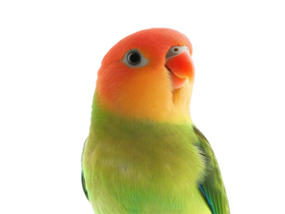 a close up of a bird