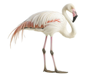 Obraz premium a flamingo standing on a white background