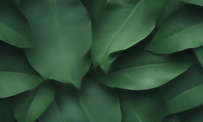 a close-up view dense collection of large, dark green leaves overlapping each other, creating a textured and layered appearance