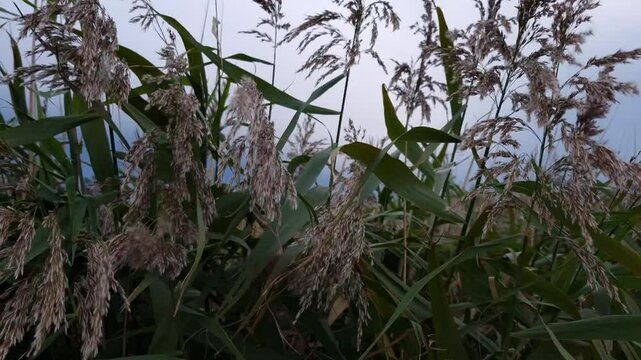 grass in the wind 