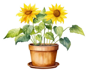 Obraz premium PNG Sunflower plant leaf inflorescence.