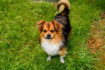 Russian chestnut walks on the street in Germany