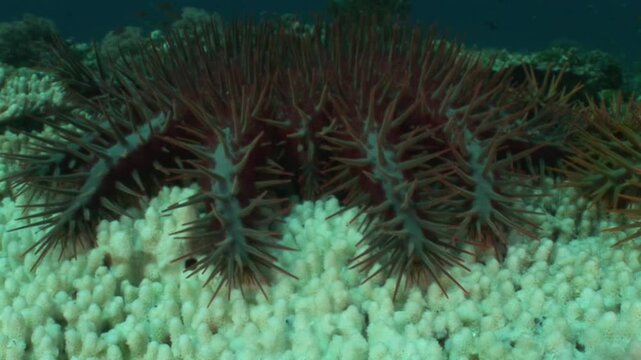 A close-up shot of an Acanthaster (Acanthaster planci) feasting on a bleached coral branch, showcasing its invasive and destructive nature in the reef ecosystem. 