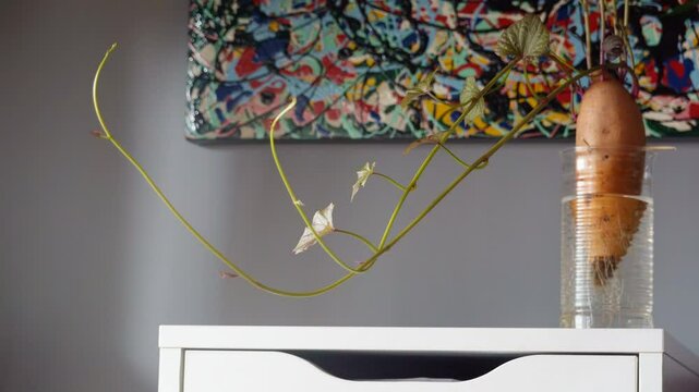 la patata con le radici