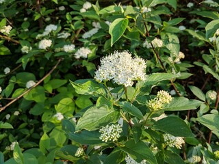 flowers of a plant with leaves