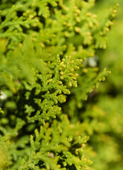 Leaves of Thuja plant, natural macro floral background