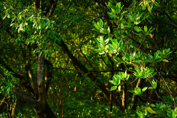 green leaves background