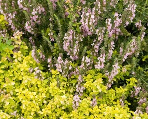 Obraz premium Detail of permaculture garden with yellow oregano in front and pink flowering hyssop, Hyssopus officinalis on the back. Herbs are used as culinary spices. Natural summer background.