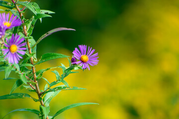 New England Aster