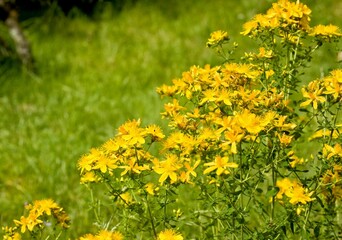 Obraz premium Hypericum perforatum commonly known as St John's wort in the garden. Hypericum perforatum is used in traditional herbal medicine.