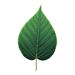 Obraz premium Realistic leaves design Illustration. Silhouette leaves design Illustration.